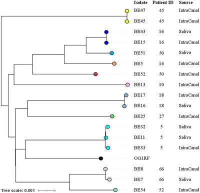 The presence of Enterococcus faecalis in saliva as a risk factor for endodontic infection